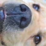 Profile picture of moreau