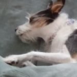 Profile picture of Raphael