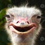 Profile picture of elirian
