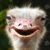 Profile picture of elirian