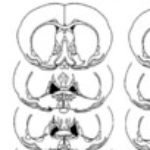 Profile picture of Athrin